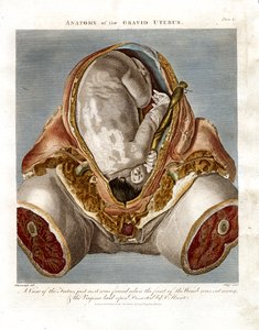 Gravidin kohdun anatomia tekijältä John Pass