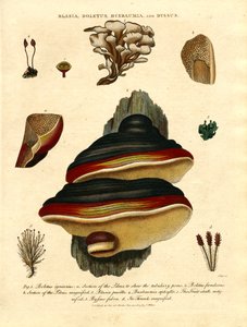 Blasia;Boletus;Buxbaumia;ja Byssus tekijältä John Pass