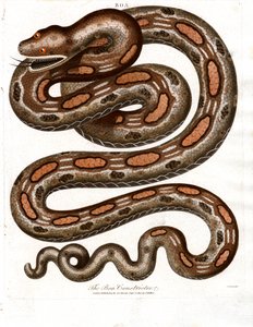 Boa Constrictor tekijältä John Pass