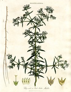 Chay-root tai Itä-Intian krapperi tekijältä John Pass