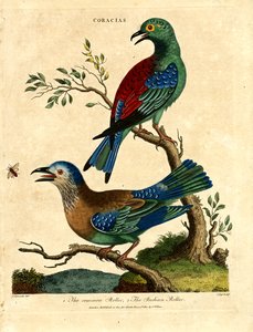 Common Roller ja Indian Roller tekijältä John Pass