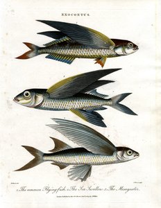 Exocoetus: Flying Fish tekijältä John Pass