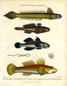 Gobius, Gonium ja Gordius: Gobies and Hairworm tekijältä John Pass