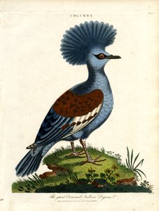 Kruunukyyhky (Columba) tekijältä John Pass