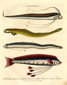 Gymnetrus lajit - nauhakalat