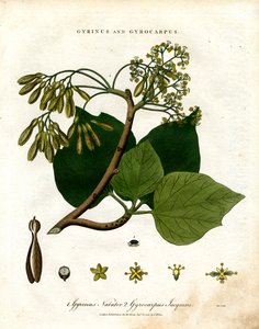 Gyrinus ja Gyrocarpus tekijältä John Pass