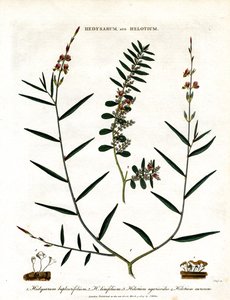 Hedysarum ja Helotium tekijältä John Pass