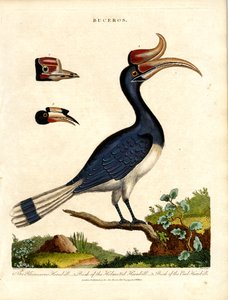 Hornbill Lajit Bill tiedot tekijältä John Pass