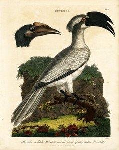 Hornbills (Buceros) tekijältä John Pass