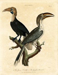 Javan Hornbill ja Gingala Hornbill (Buceros) tekijältä John Pass