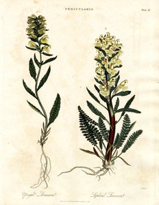 Lousewort Laji tekijältä John Pass