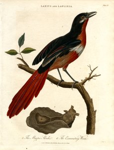 Magpie Shrike ja Excoriating Worm