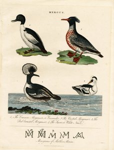 Mergansers (Mergus) tekijältä John Pass