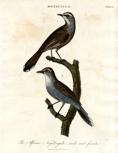 Motacilla - Afrikkalainen satakieli