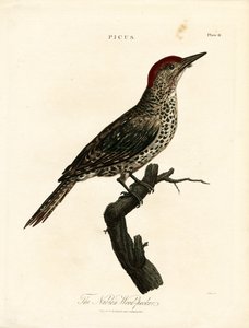 Nubialainen puukiipijä (Picus) tekijältä John Pass