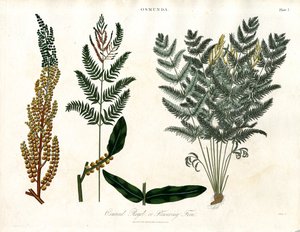 Osmunda tekijältä John Pass