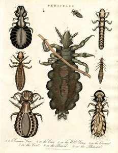 Pediculus - Erilaiset täilajit tekijältä John Pass