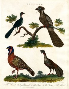 Penelope Species (kalkkunat ja fasaanit)