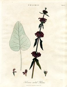 Phlomis: mukulajuurinen Jerusalem-salvia tekijältä John Pass