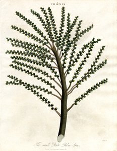 Phoenix (Date Palm) tekijältä John Pass