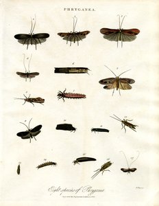 Phryganea - Vesiperhoset tekijältä John Pass