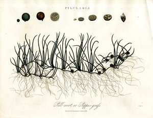 Pilularia: Pillwort tai Pippuriruoho tekijältä John Pass