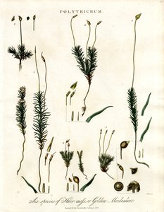 Polytrichum tekijältä John Pass