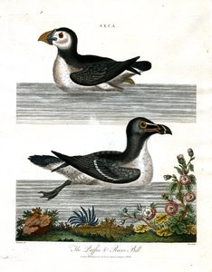 Puffin ja Razor Bill (Alca) tekijältä John Pass