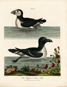 Puffin ja Razor Bill (Alca) tekijältä John Pass