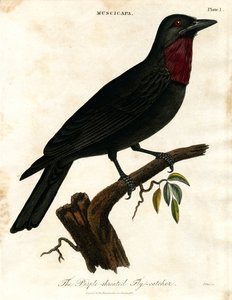Purppurakurkku-uivelo (Muscicapa) tekijältä John Pass