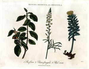 Reseda;Rhamnus ja Rhodiola tekijältä John Pass