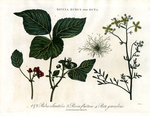Riccia;Rubus ja Ruta tekijältä John Pass