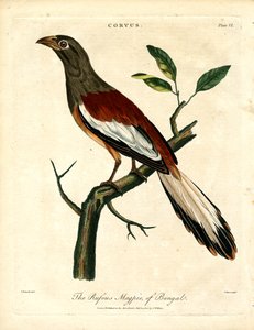 Rufous harakka Bengali tekijältä John Pass
