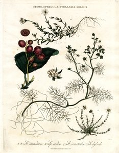 Sison;Spergula;Stellaria;Sorbus tekijältä John Pass
