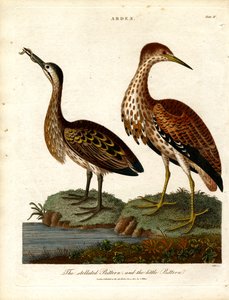 Stellated Bittern ja Little Bittern tekijältä John Pass