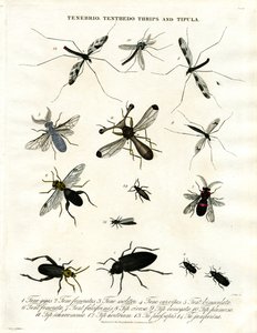 Tenebrio;Tenthedo;Thrips ja Tipula - Hyönteisten monimuotoisuus - Hyönteisten monimuotoisuus