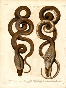 Cæcus eli salainen kyykäärme ja Cobra de Capello eli silmälasipäinen kyykäärme.