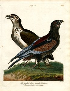 Griffardin kotka ja venemies tekijältä John Pass