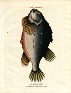 Lump Fish tekijältä John Pass