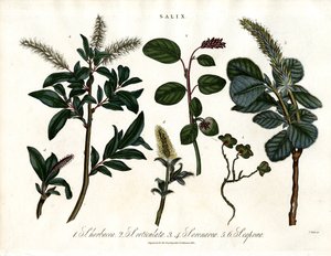 Erilaiset pajulajit (Salix) tekijältä John Pass