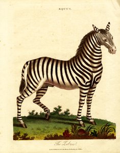 Seepra (Equus) tekijältä John Pass