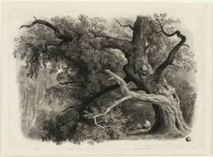 Vanha puu Billah - Sherwood Forestissa tekijältä John Rawson Walker