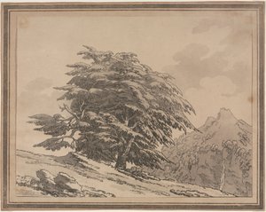 Metsäpuiden yleisten luonteenhaarojen ja lehtien rajaukset: Cedar, 1789. tekijältä John Robert Cozens