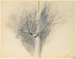 orastava sycamore, c. 1876. tekijältä John Ruskin