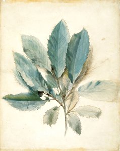 Kastanjanlehdet tekijältä John Ruskin