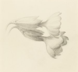 Cowslip Bells, luultavasti 1871. tekijältä John Ruskin