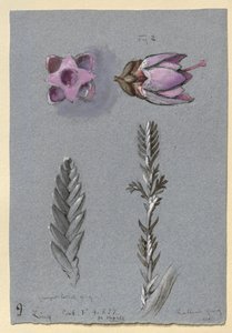 Neljä tutkimusta Lingistä, luultavasti 14. syyskuuta 1869 tekijältä John Ruskin