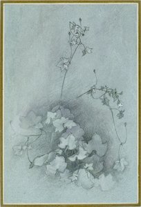 Ivy-Leaved Toadflax "Oxford Ivy", 1852 tekijältä John Ruskin