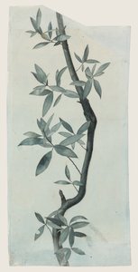 Study of Willow Leaves, n. 1857 (kynä ja akvarelli paperille) tekijältä John Ruskin