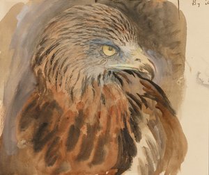 Leijan pää, elämästä, 30. elokuuta - 1. syyskuuta 1870 (akvarelli ja vartaloväri grafiitin päällä vaaleanruskealla kudospaperilla) tekijältä John Ruskin